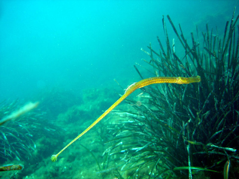 Syngnathus typhle